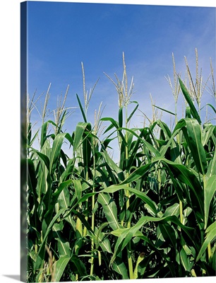 Photo, Close-up of corn in a field