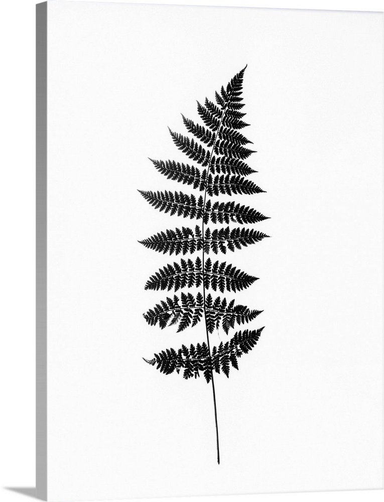 Photographic study of fern leaves.