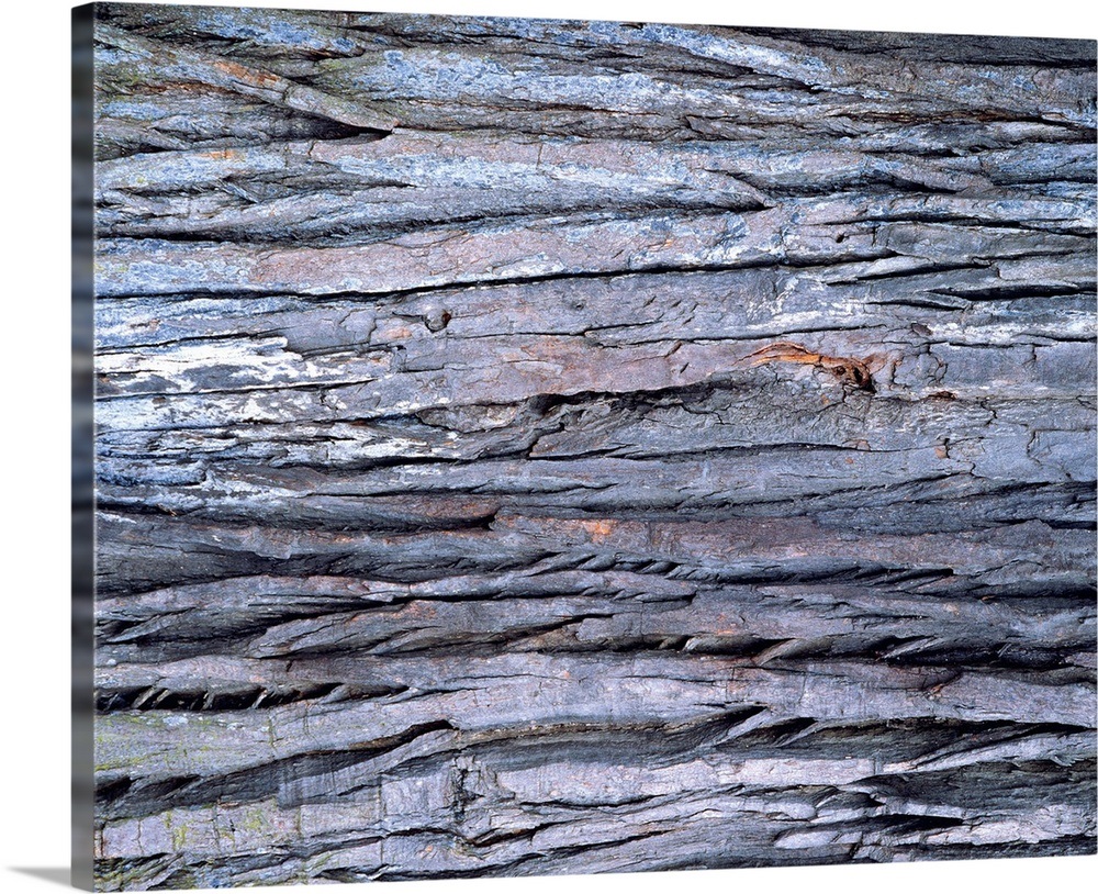 Photography of wood grain, Close Up Wall Art, Canvas Prints, Framed Prints, Wall Peels Great