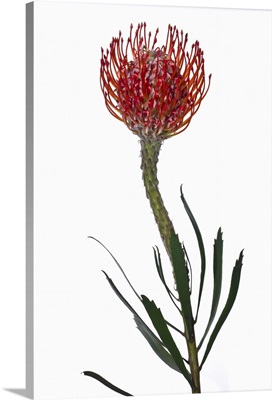 Pincushion Protea flower