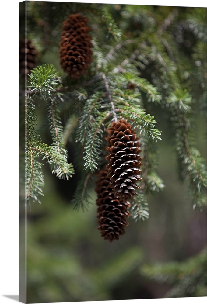 Pine cones on the tree