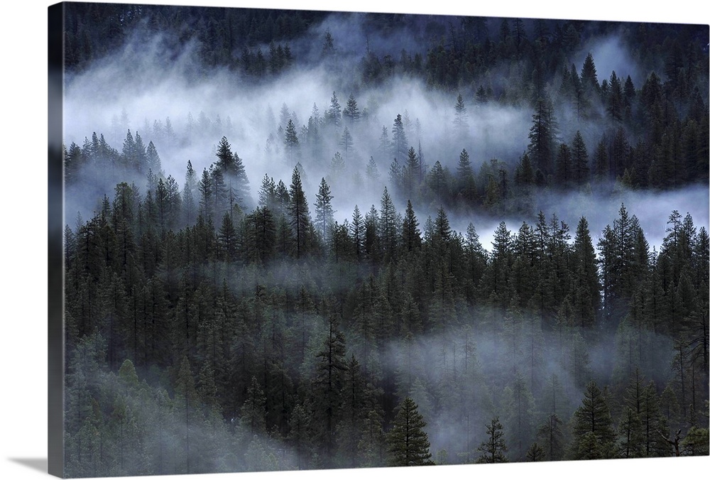 Fog in pine forest at Yosemite National park