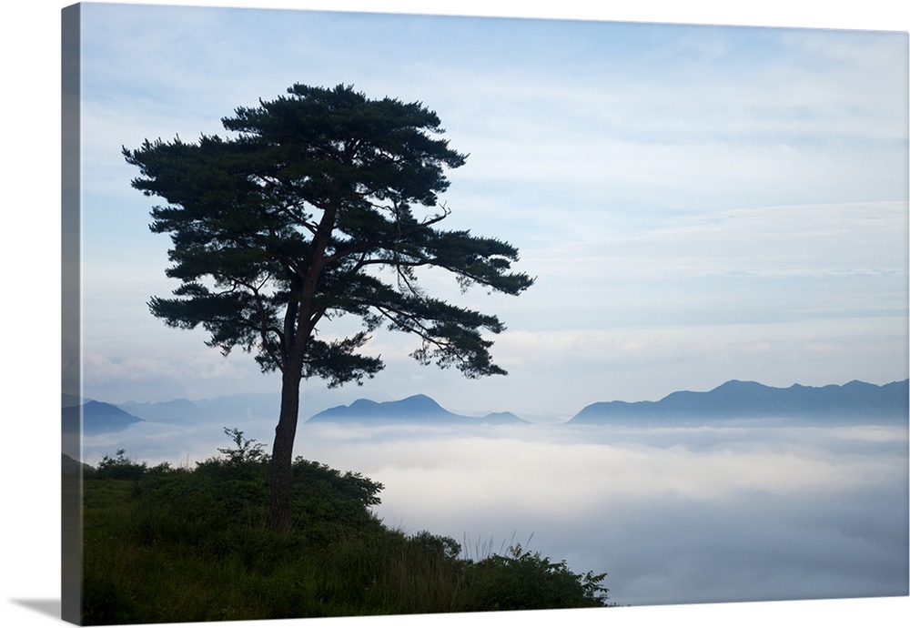 Pine tree and fog on top of mountain.