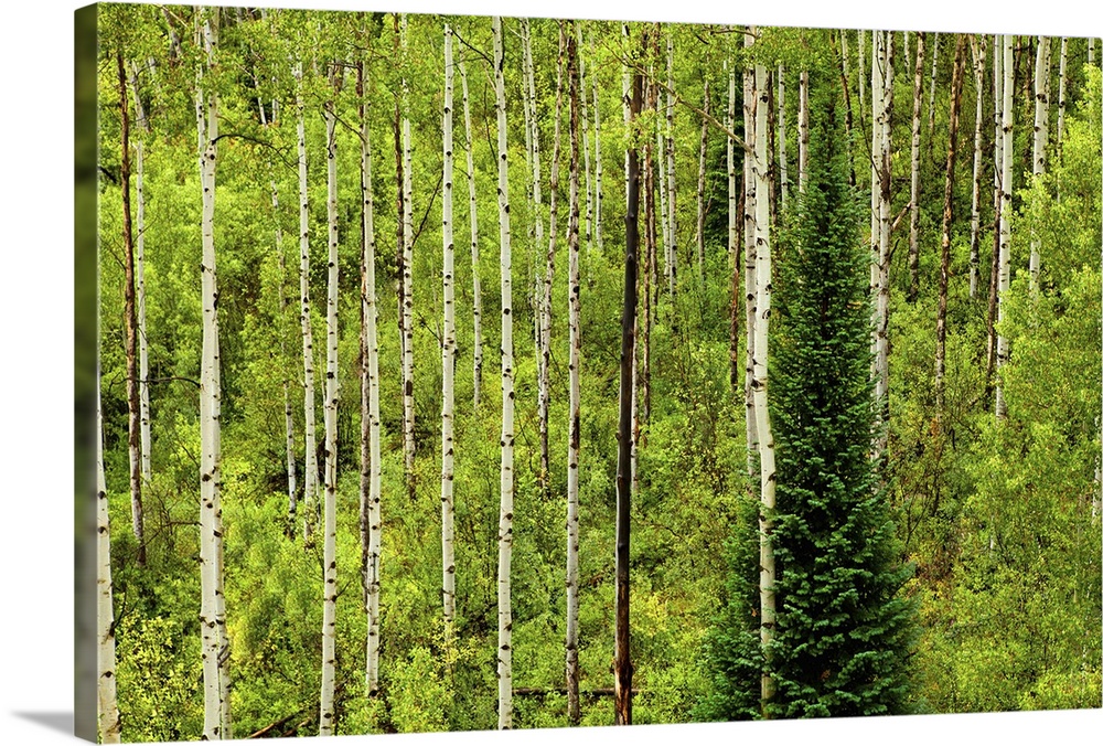 lone pine tree stood in middle of aspen grove on Monarch Pass in Rocky mountains.