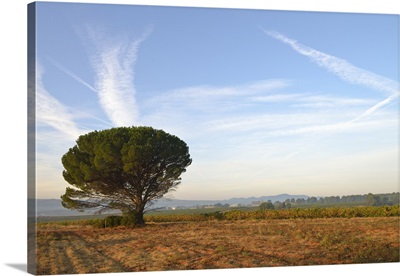 Pine tree by vineyards at sunrise