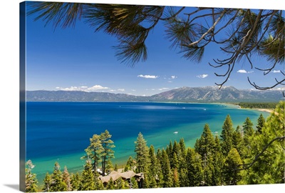 Pine trees, Lake Tahoe, California, USA