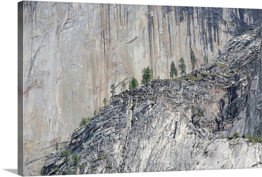 Pine trees on a granite cliff in Yosemite Valley