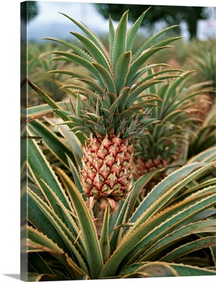 Pineapple Field at O'ahu, Hawaii