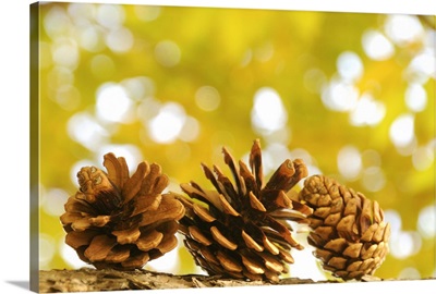 Pinecones