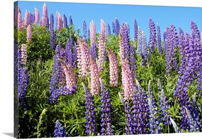 Pink And Purple Wild Lupines
