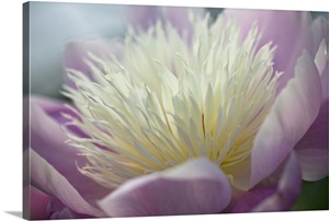 Pink and white peony image thumbnail