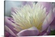 image thumbnail of Pink and white peony