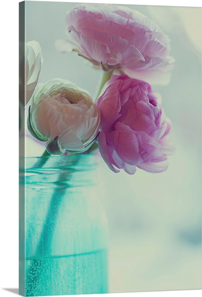 Pink and white ranunculus flowers in aqua colored vase.
