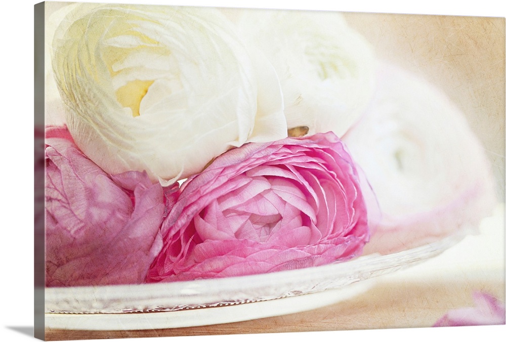 Pink and white ranunculus flowers in glass plate.