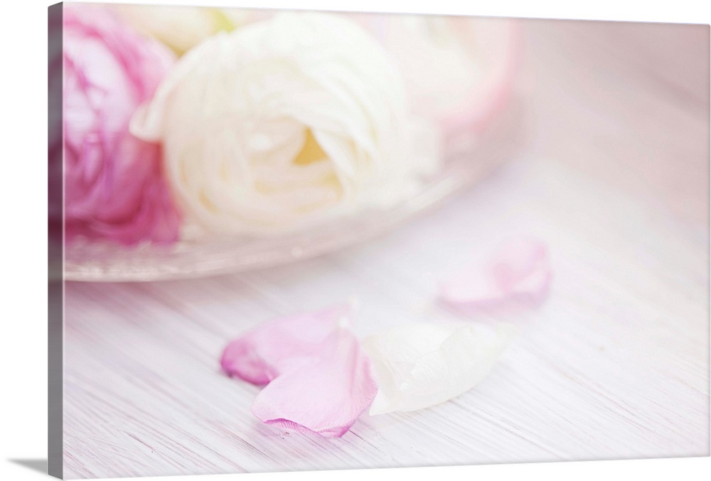 Pink and white ranunculus flowers in glass plate with fallen petals on side.