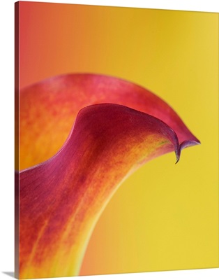 Pink And Yellow Calla Lily