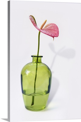 Pink anthurium flower in a green glass vase