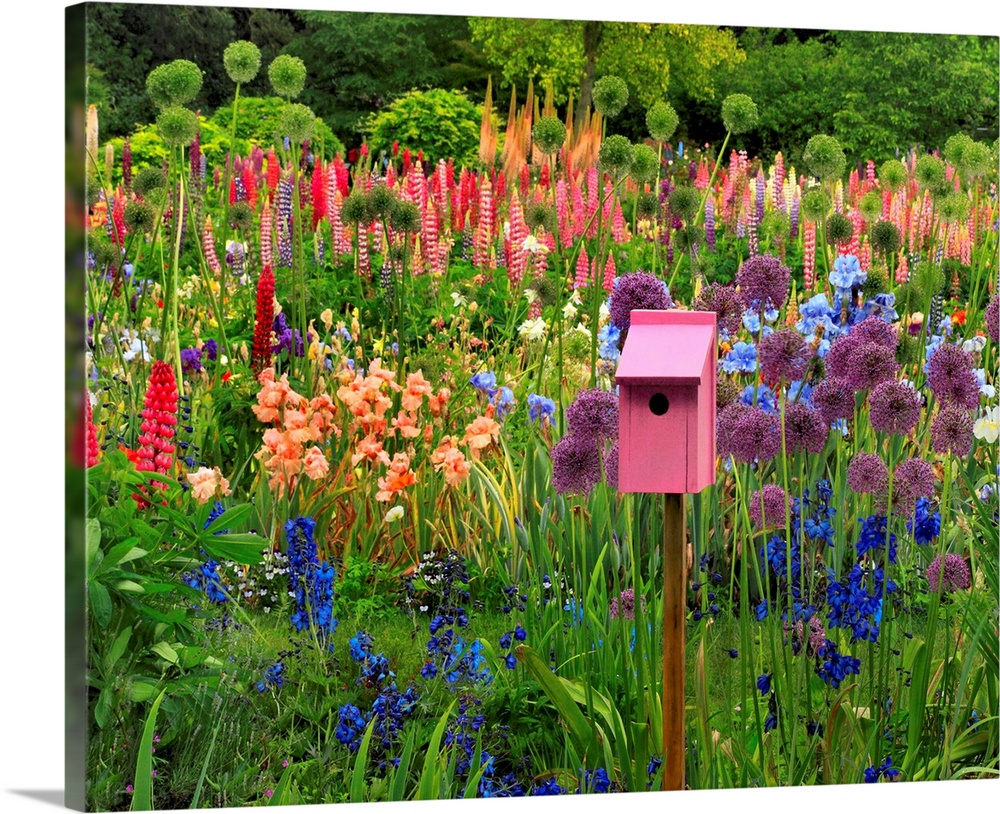Pink chair framed with iris, lupine, columbine and other flowers in flower garden in Willamette Valley, Oregon