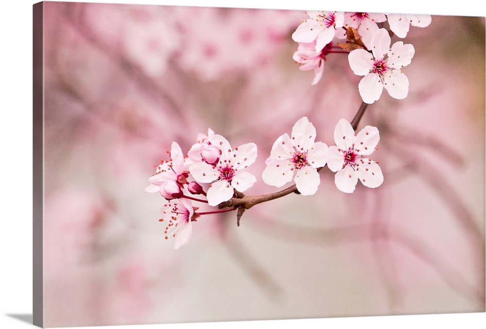 Up-close photograph of Japanese Cherry blossoms on a branch.