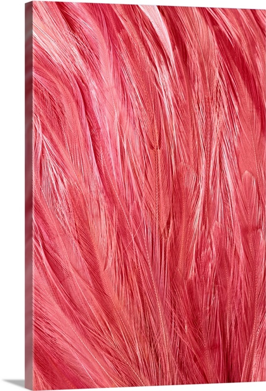 Pink Feathers Great Big Canvas