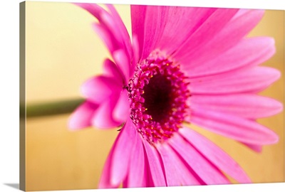 Pink Gerber flower