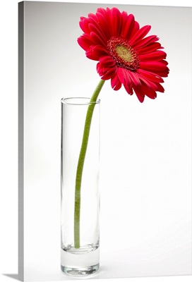 Pink gerbera daisy in a glass vase.