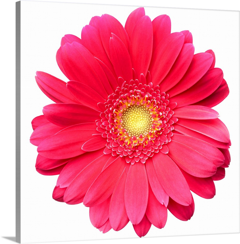 Pink gerbera daisy isolated on white.