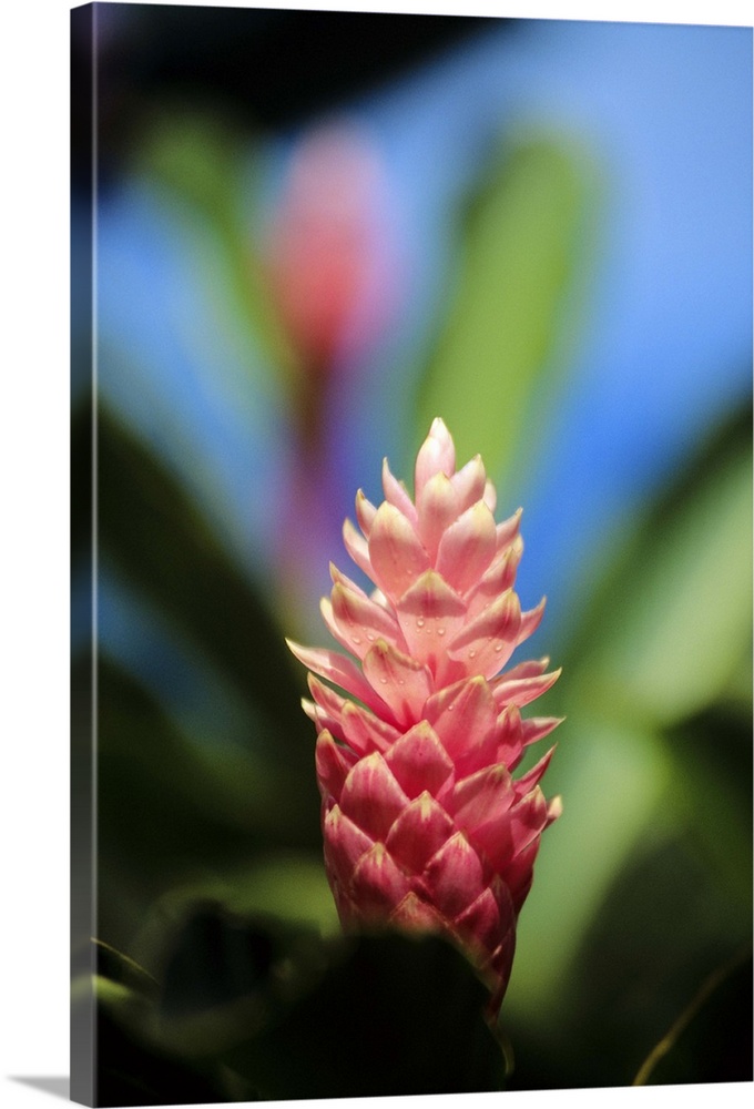 Close-up of beautiful pink ginger flower with soft focus and blurry background