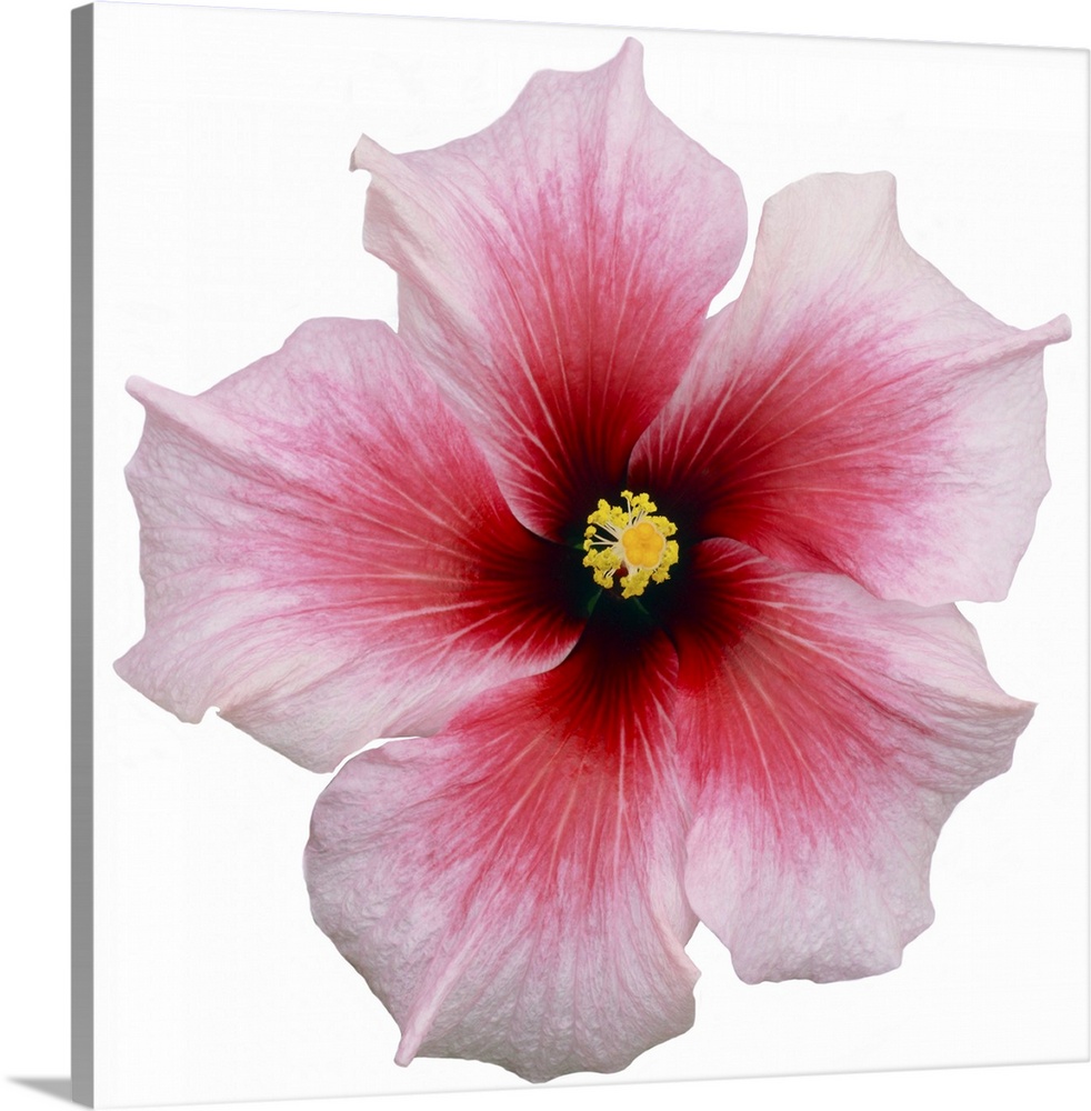 Hibiscus flower the petals in shades from deep magenta at the centre, to red, then pale pink, photographed from above on a...