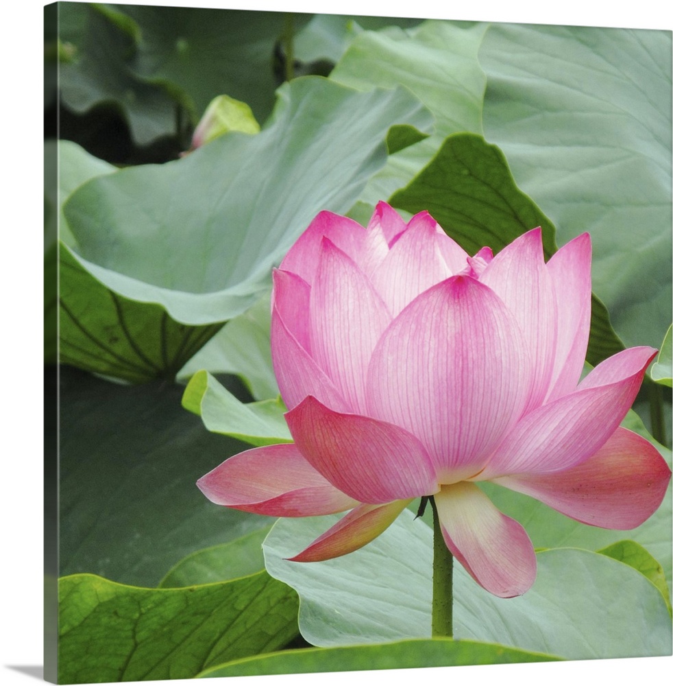 Lotus bloomed in the moat of the Tsurumaru Castle Ruin.