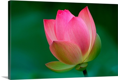 Pink Lotus flower blossom on soft green background.