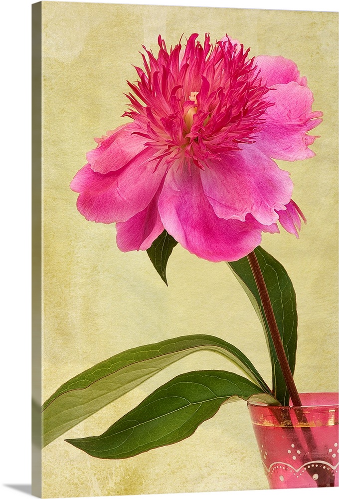 Pink Peony flower in an antique, pink, glass vase.