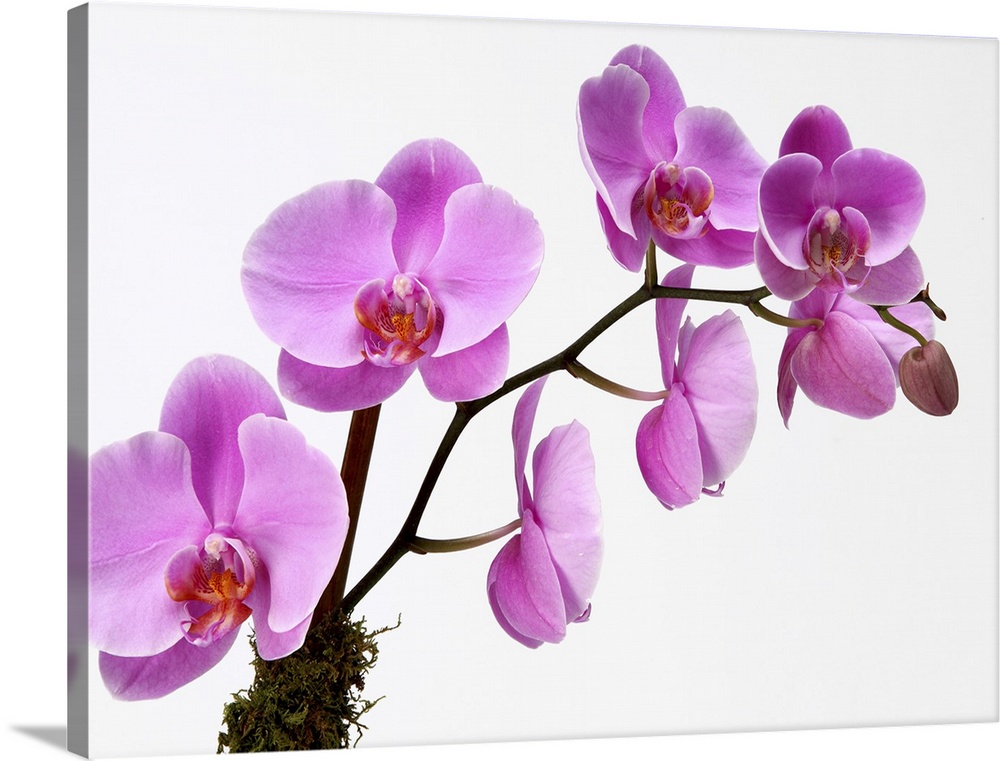 Pink phalaenopsis orchid spray, possibly the hybrid Lady Jersey. These flowers bloom along the length of a thin branch.