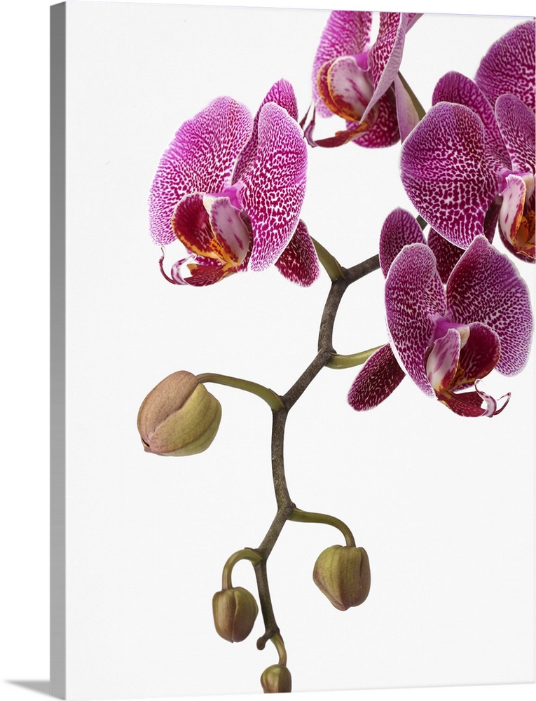 Pink phalaenopsis orchid spray