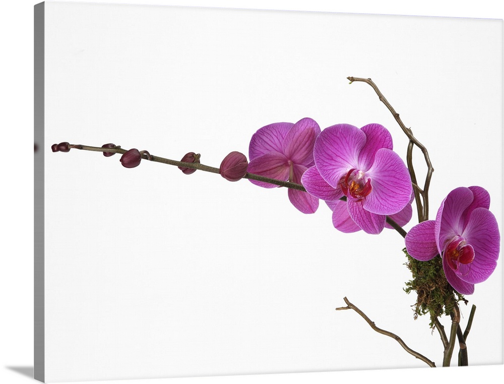 Pink phalaenopsis orchid spray