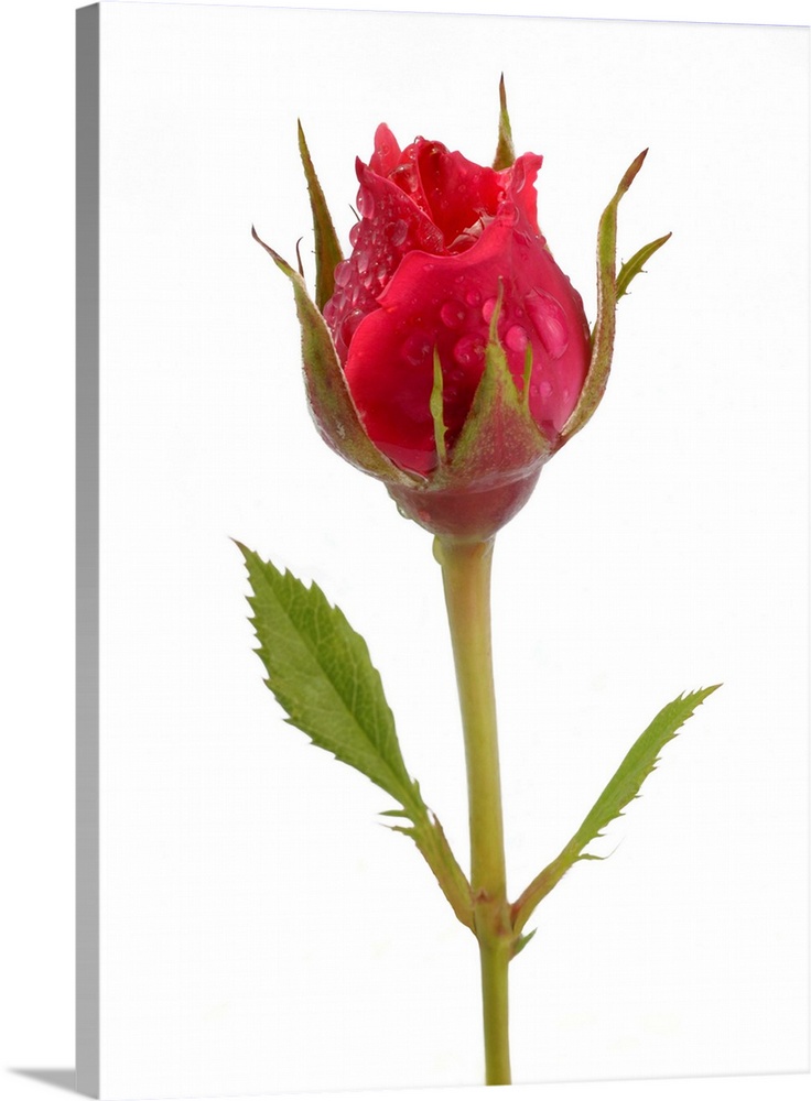 Pink rose bud with water drops, on a white background