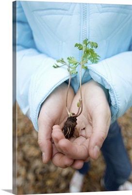 Plant seedling