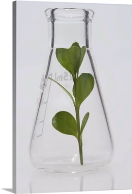 Plant stem inside a beaker