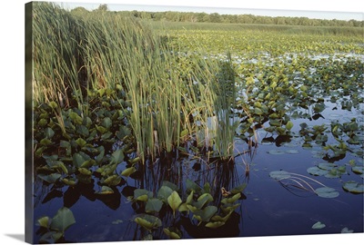 Plants growing out of water in everglades
