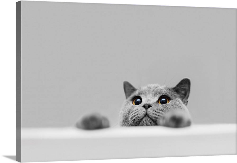 Playful grey purebred cat peeking out. British shorthair cat. Domestic animal.