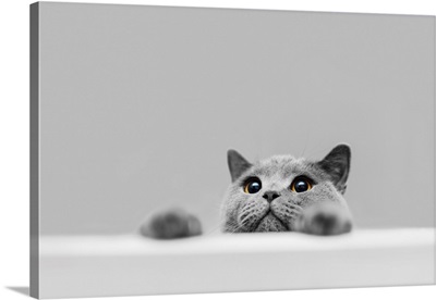 Playful Grey Purebred Cat Peeking Out