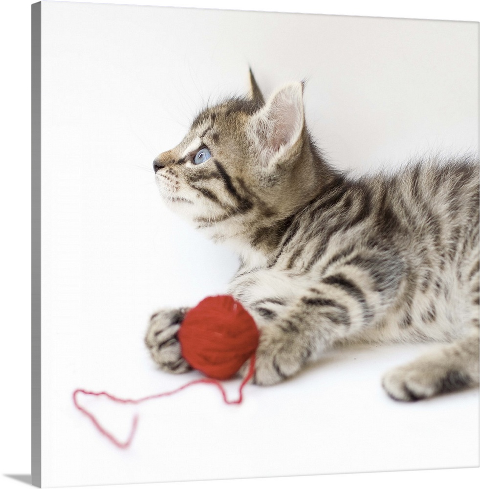 Striped kitten playing with ball of yarn on white background.