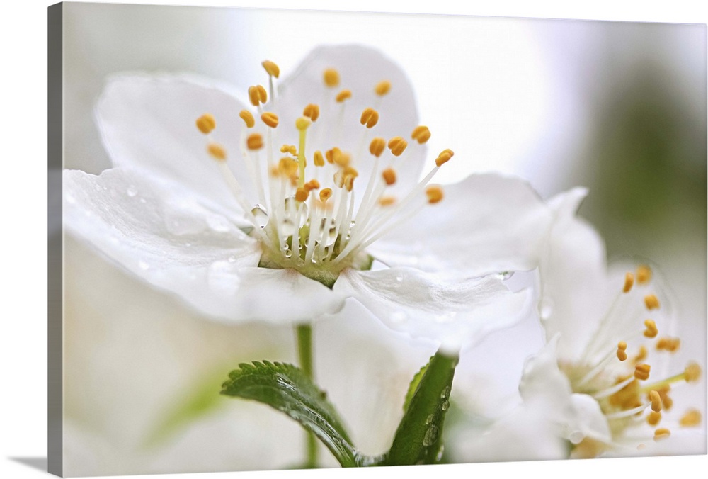 plum blossom, flower, spring, white, plum tree