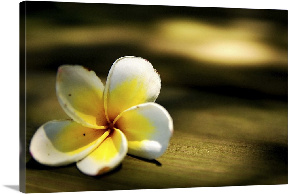 Close up of Plumeria rubra linn with light.