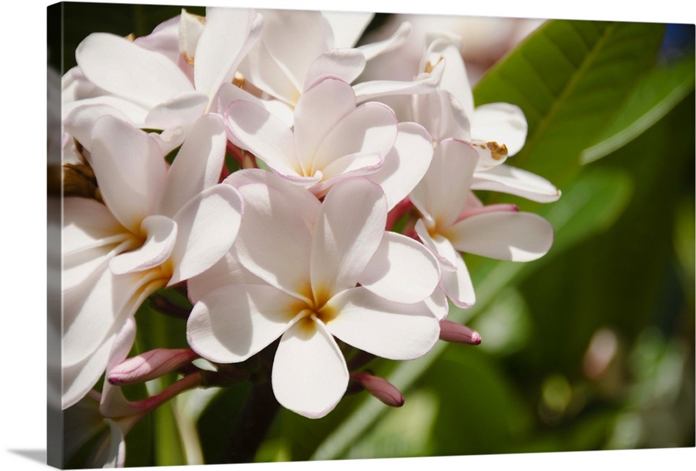 USA, Hawaii, Kauai, Close-up of plumeria