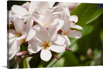 Plumeria flowers in Kauai, Hawaii