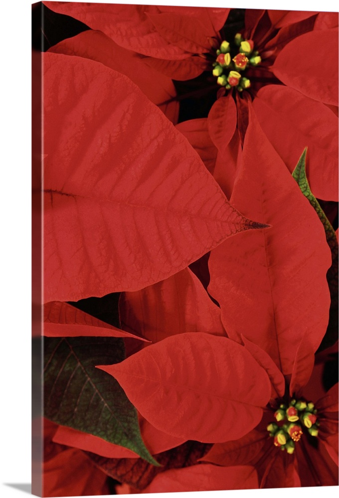 Poinsettia Close-Up