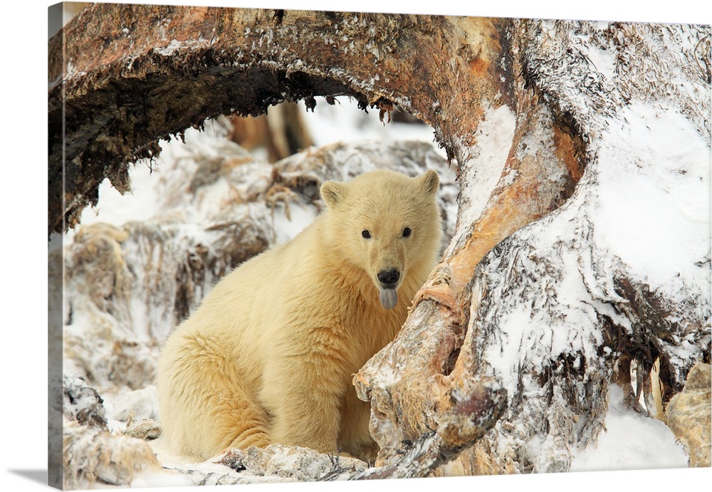 Polar bear cub sitting between the bones of a Bowhead Whale, Arctic National Wildlife Refuge, Alaska, USA.