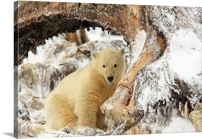 Polar bear cub with whale bone