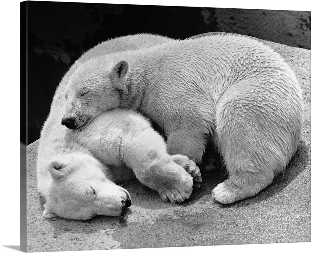 Two Russian polar bear cubs named Amos and Mosa lie curled up alseep together in theit enclosure at London Zoo. England, 1...